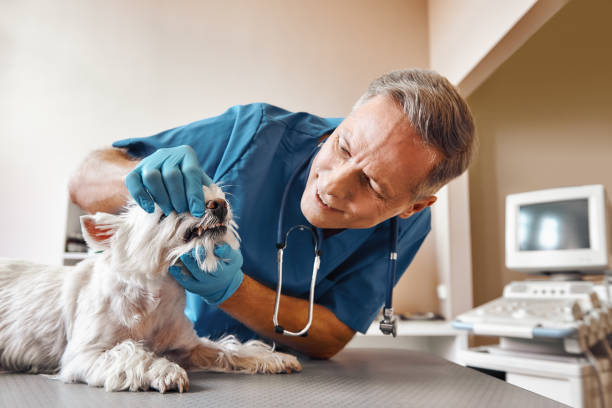 Best Urgent Tooth Repair  in Waymart, PA